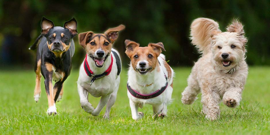 uatro ejemplares de diferentes razas pequeñas de perros corriendo en línea en un parque.