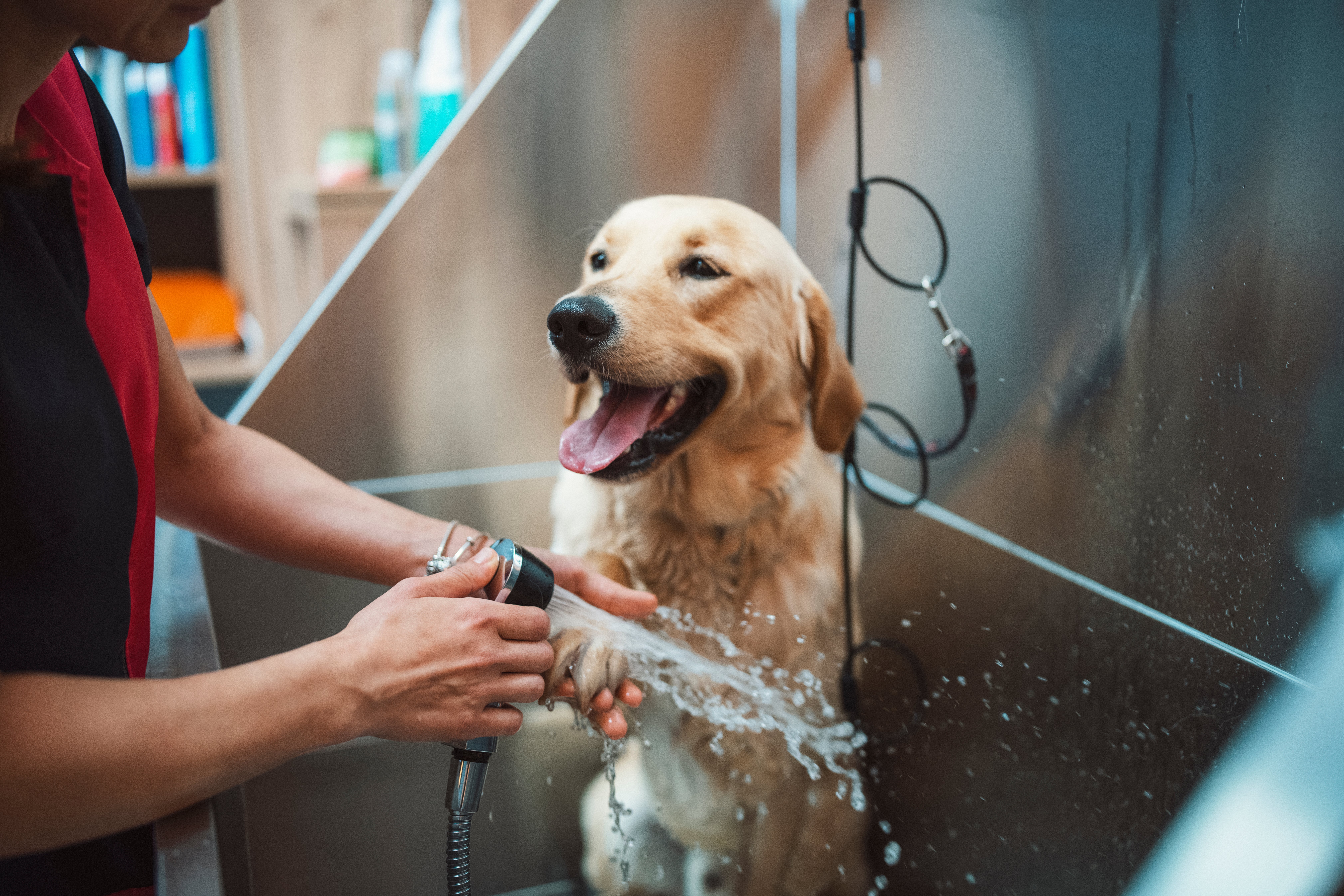 acaros-en-perros-cuidado-higiene-co.jpg