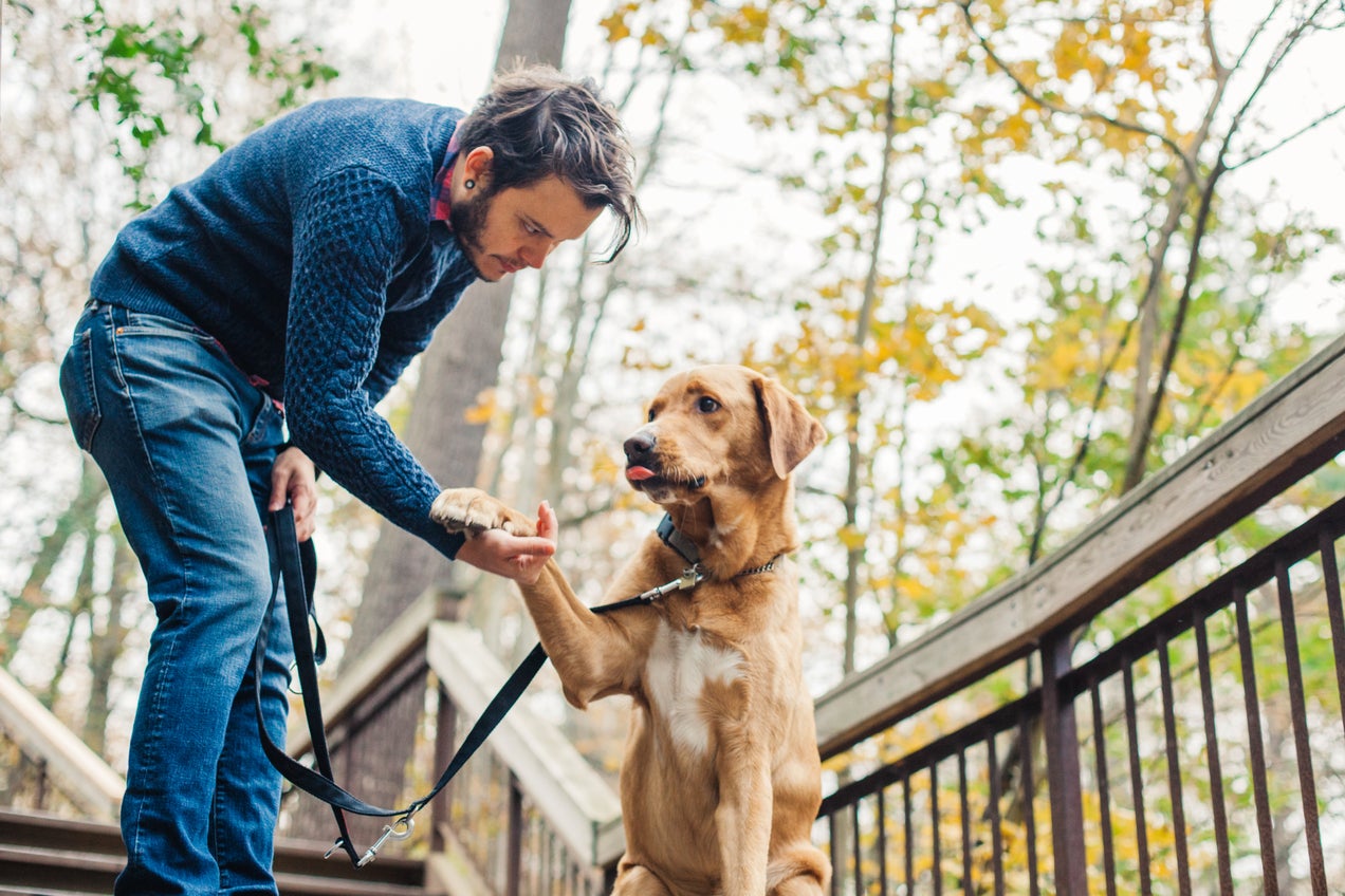Con el adiestramiento de perros, tu mascota puede aprender trucos y a dar la patita como este can con su amigo humano.