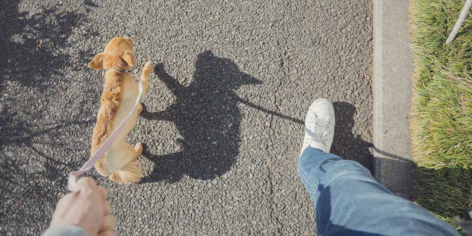 Perro sujeto con correa durante paseo con su humano. Aprende cómo educar a un cachorro.