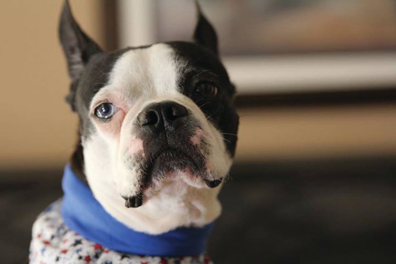 Por más irresistible que sea la mirada de tu mascota, no le des comida para humanos, pues podrías darle algunos alimentos prohibidos para perros.