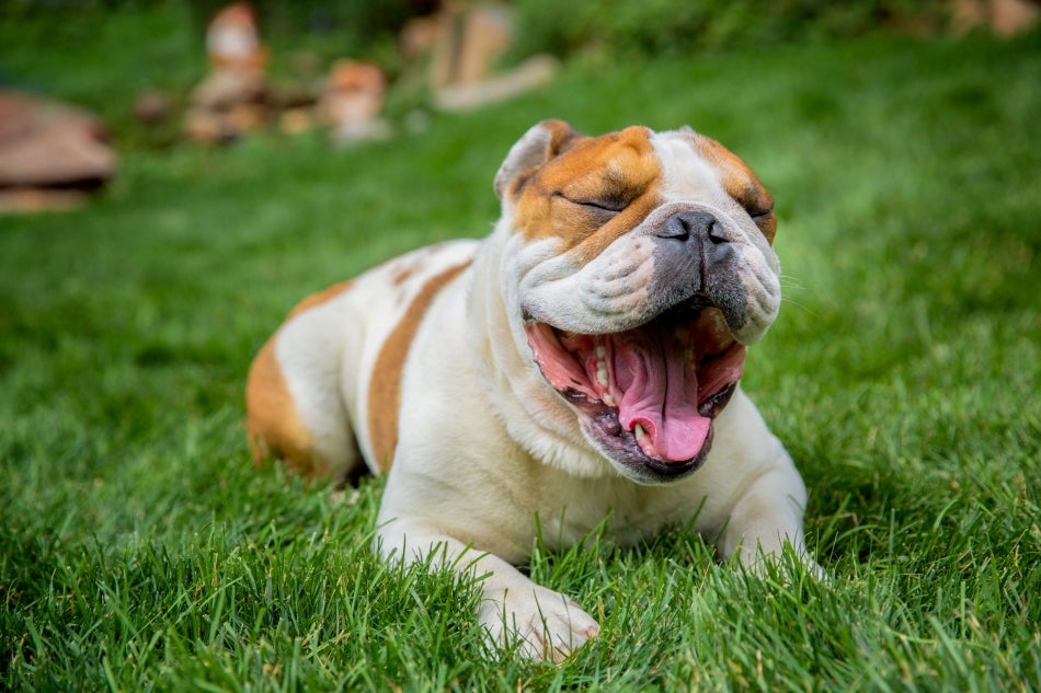 El amor puede venir en una presentación llena de arrugas. El bulldog es una de las razas de perros medianos más amadas.