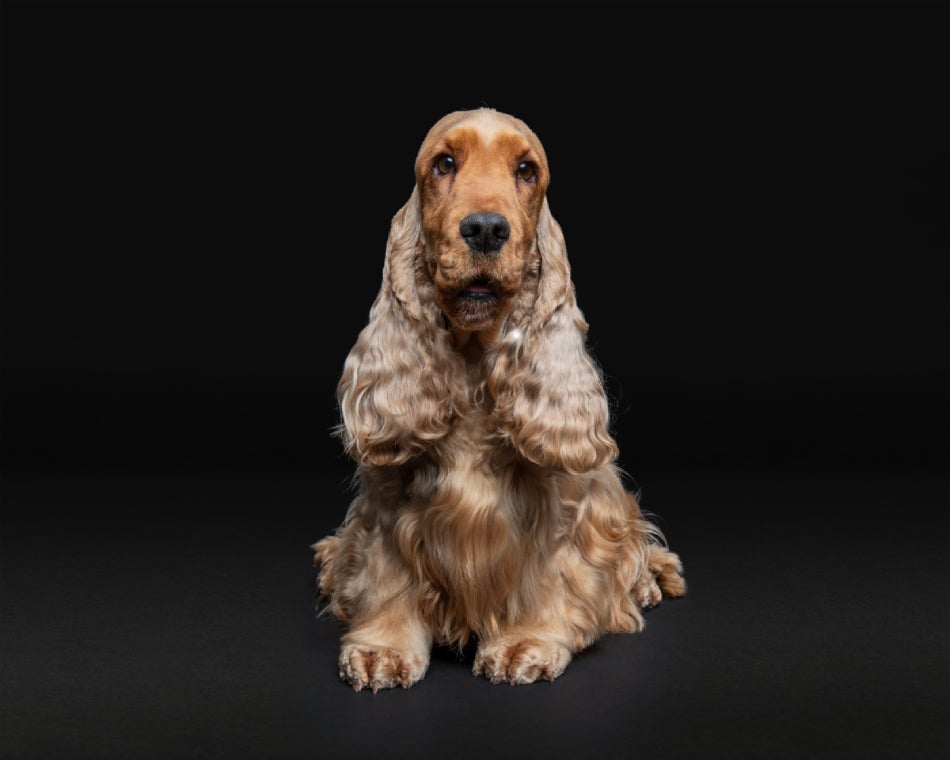 Una de las razas de perros medianos más fáciles de entrenar es el cocker spaniel, como este de color beige.