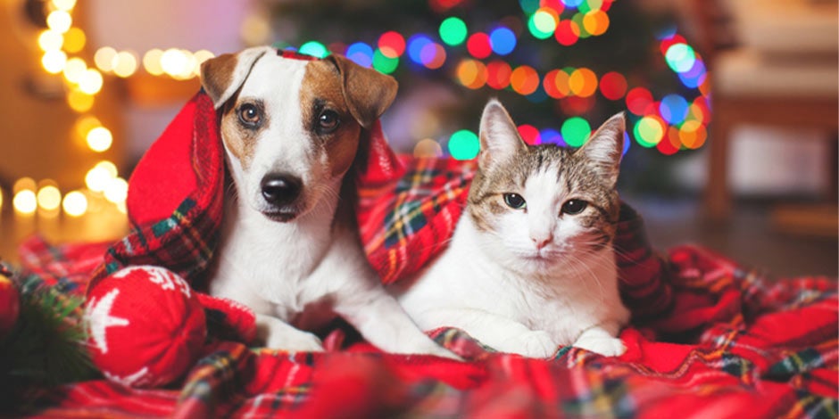 La diversión puede ir de la mano de la responsabilidad. Aprende cómo ayudar a calmar a tu mascota de los fuegos artificiales.