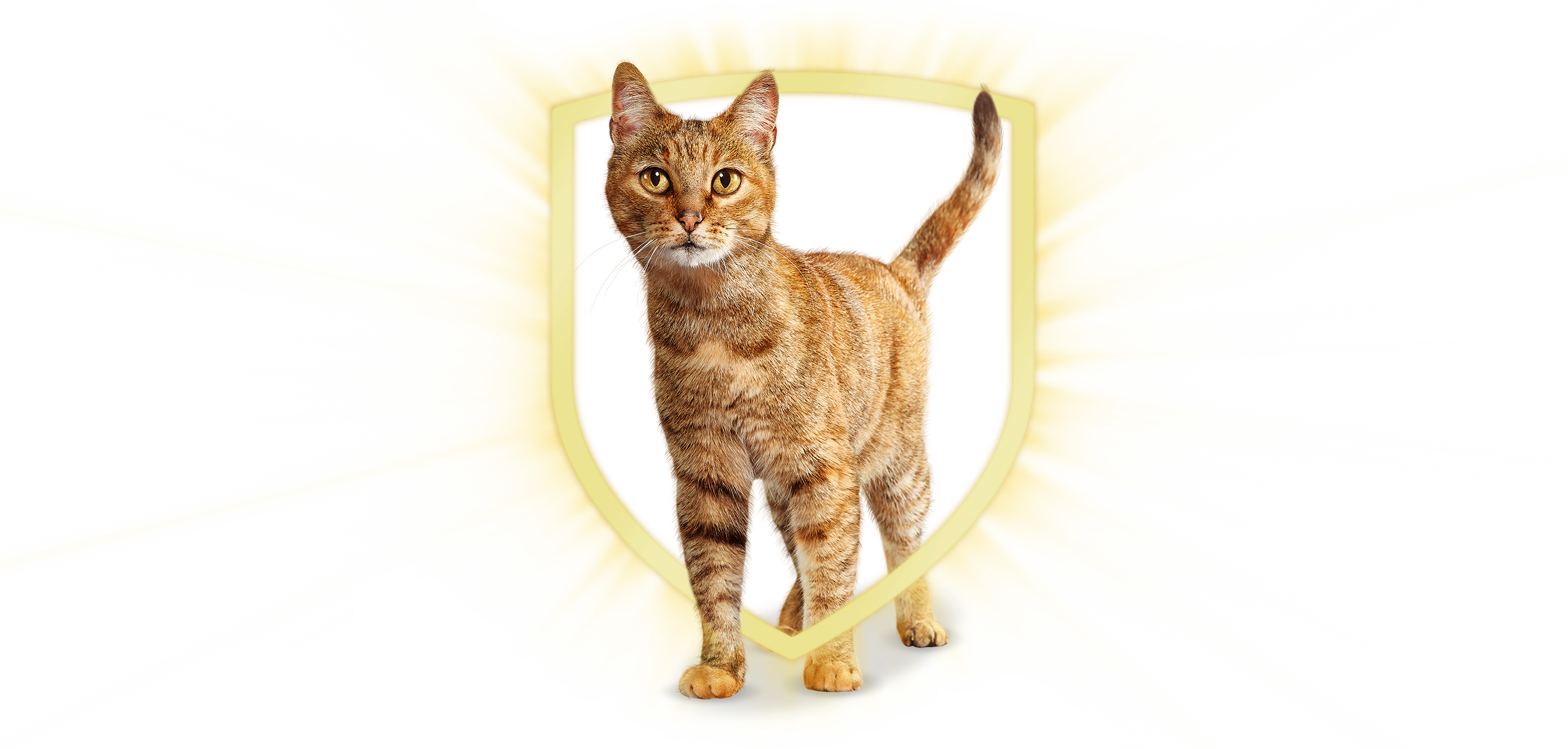 cat_shield