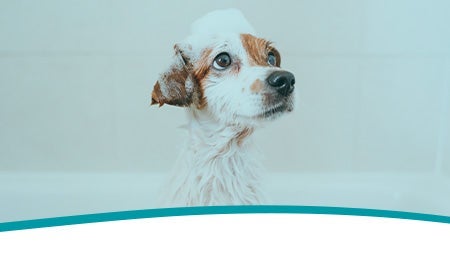 Bienestar para tu mascota