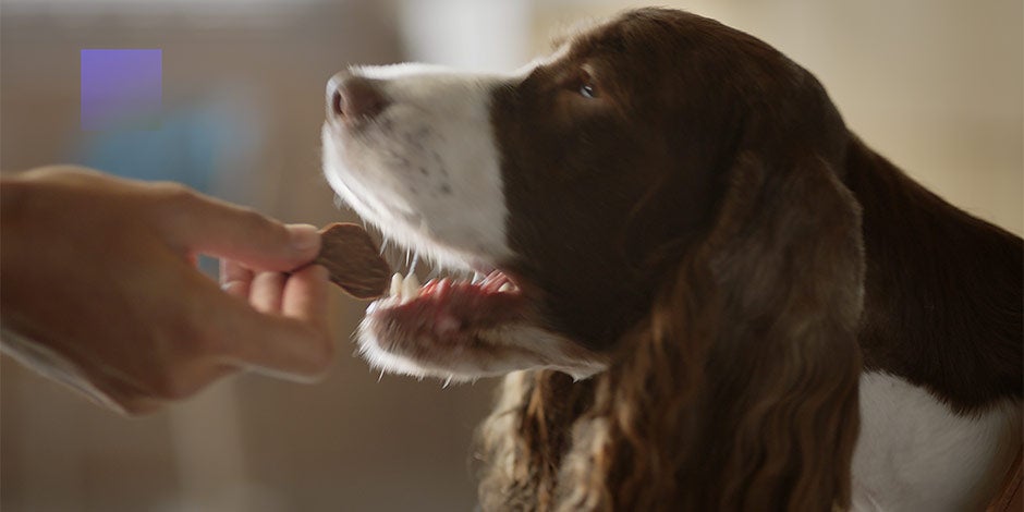 Los probióticos para perros mejoran la digestión de la mascota. Can recibiendo comida de su tutor.