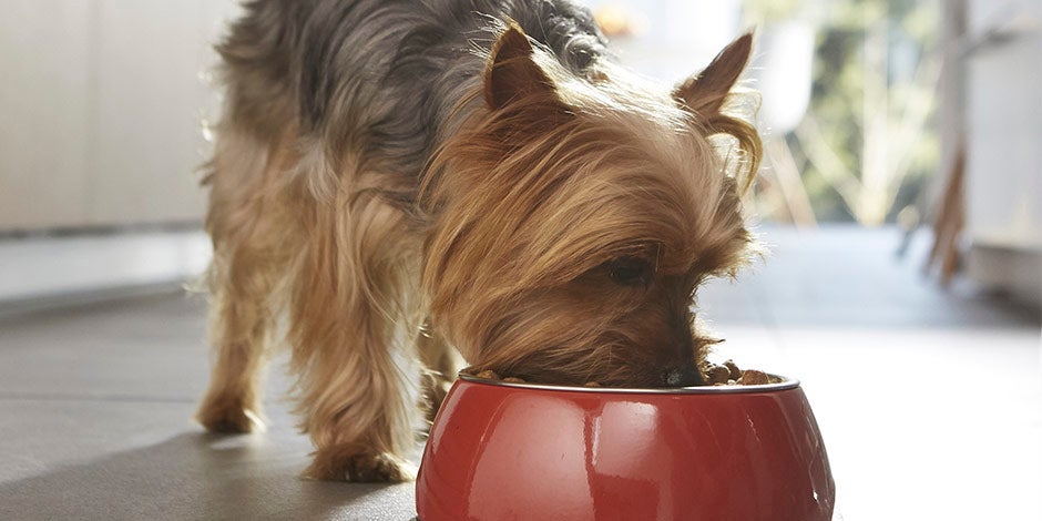 Yorkie alimentándose. Aprende más sobre el sistema digestivo del perro y cuida su bienestar.