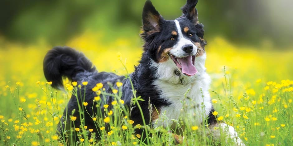 Las vitaminas para perros adultos son claves para su bienestar. Border collie corriendo en un prado.