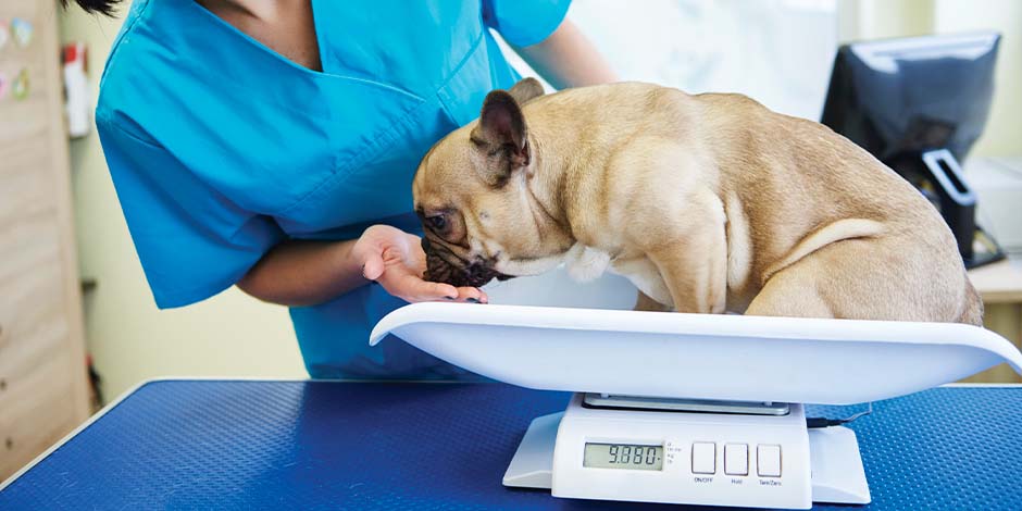 Pesaje de pug. Las croquetas para perros inadecuadas afectarán su nutrición y podrían generar sobrepeso.