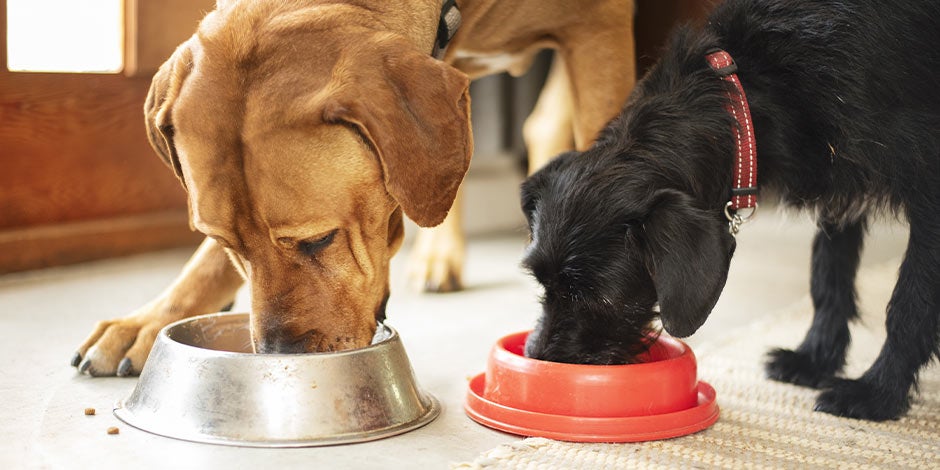 Dos canes disfrutando de sus croquetas para perros, uno junto al otro.