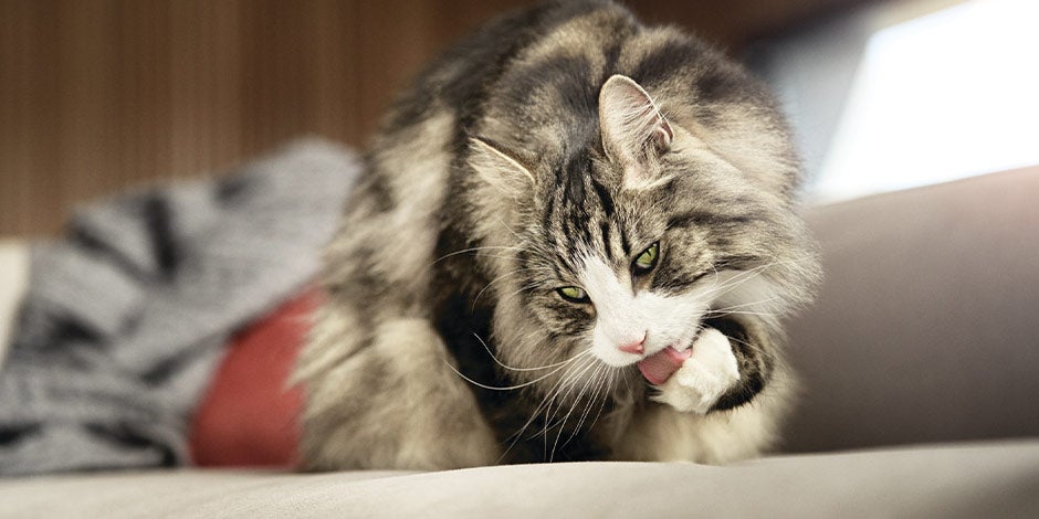 Gato lamiendo su pata. Si el lamido, se vuelve excesivo, podría indicar dermatitis en gatos.