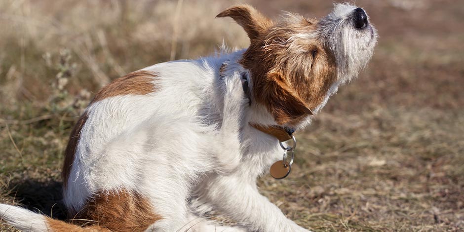 Jack Russell rascándose. La comezón es un posible síntoma de la dermatitis en perros.