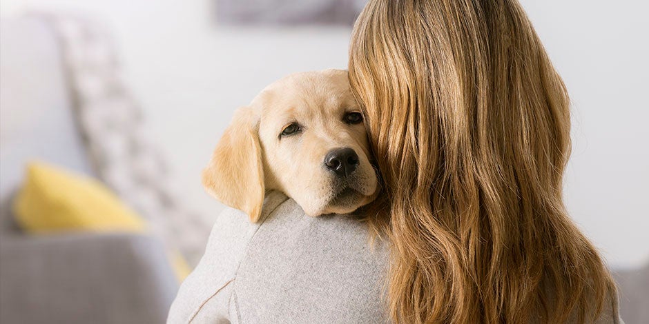 Gastroenteritis en perros