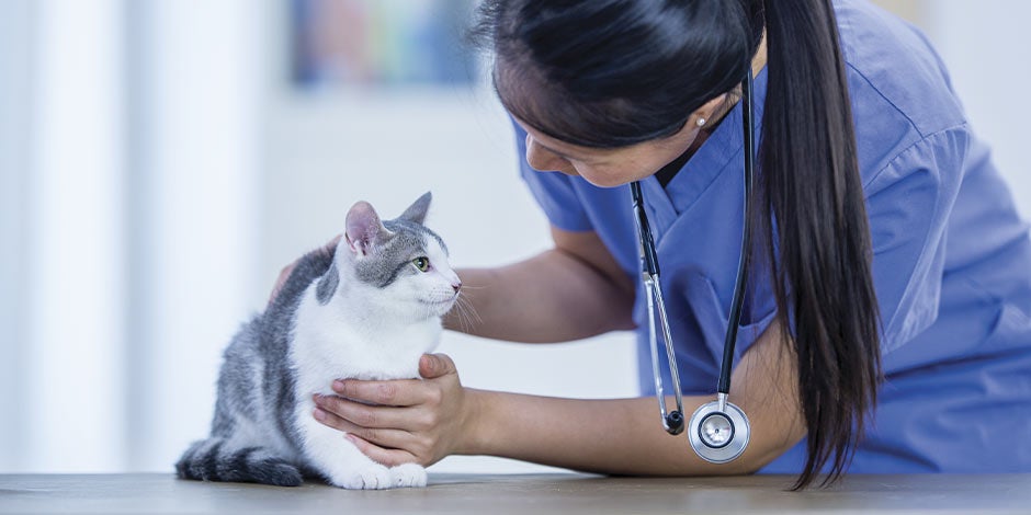 Los gatos pueden comer huevo. Veterinaria revisando a un michi.