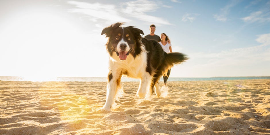 Collie tomando sol en la playa. Los perros pueden comer huevos y obtener de ellos vitamina D, igual que del sol.