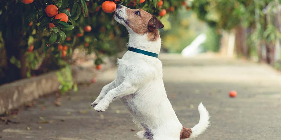 Jack Russell en sus patas traseras tratando de alcanzar frutas de un árbol. Los perros pueden comer naranja.