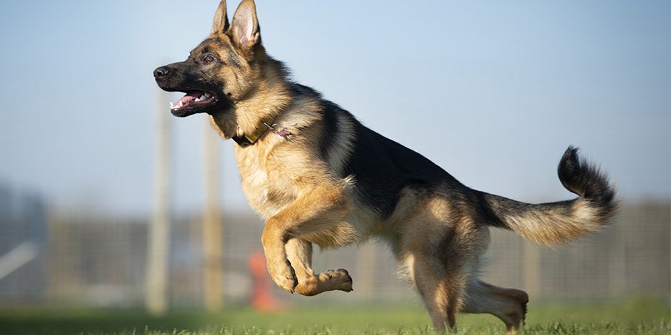 Los perros pueden comer tomate después de ejercitarse