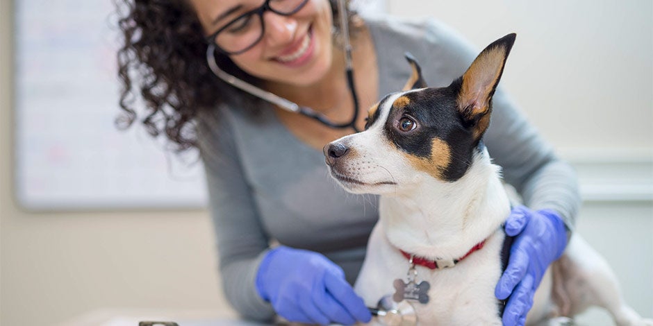 Consulta con veterinaria resolviendo la pregunta si los perros pueden comer tomate.