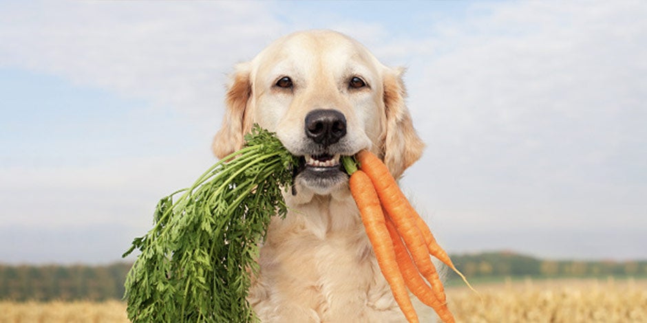 Los perros pueden comer zanahoria y este labrador sostiene unas en su boca.