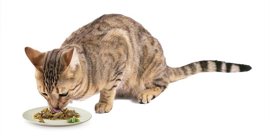 Para algunos tutores, el mejor alimento para gatos es el húmedo. Michi comiendo.