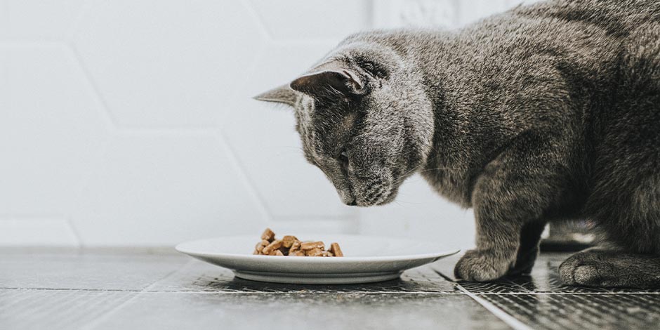 Aprende a elegir el mejor alimento para gatos. Michi gris viendo su comida.