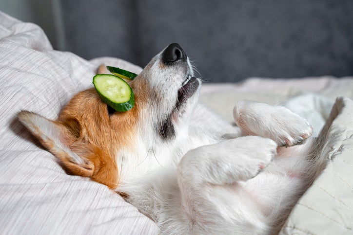 Los perros pueden comer pepino. Perrito relajado con rodajas en sus ojos.