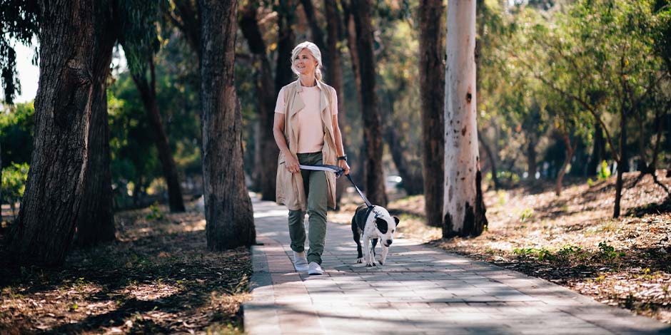 Los perros pueden comer fresas y sus antioxidantes dan bienestar al perro senior, como este de paseo.