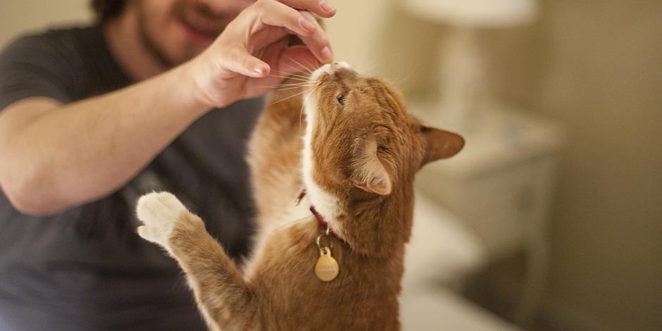 Michi marrón en dos patas recibiendo uno de los premios para gatos de parte de su tutor.