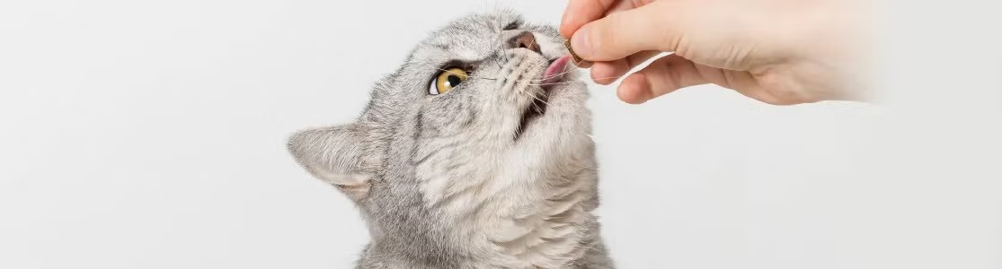 Michi gris recibiendo uno de los premios para gatos de parte de su tutor.