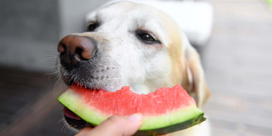 Carbohidratos perros – Sandía Carbohidratos perros: labrador comiendo sandía.