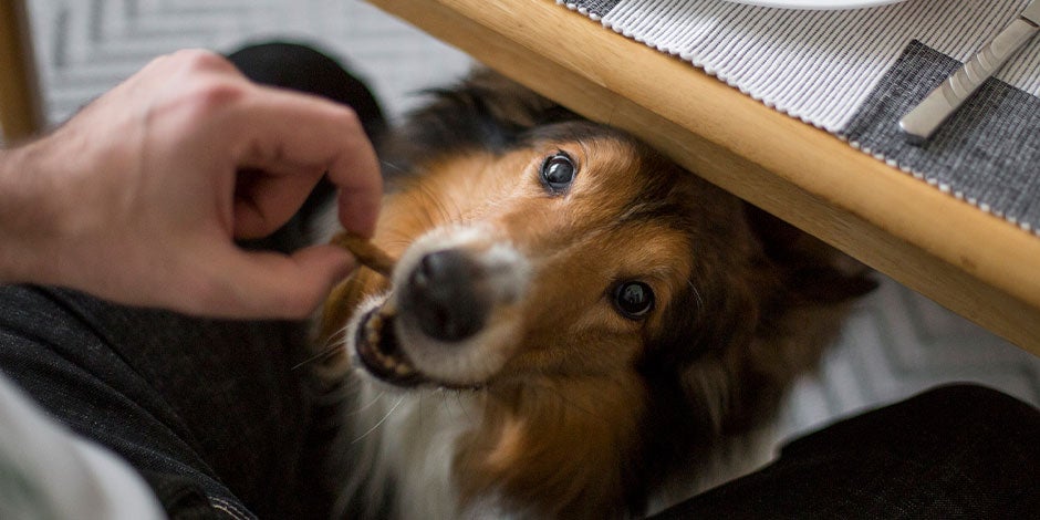 Carbohidratos perros - Tutor Tutor de mascota ofreciendo carbohidratos a su perro.