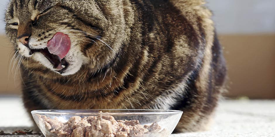 Michi atigrado disfrutando un plato de comida blanda para gatos.