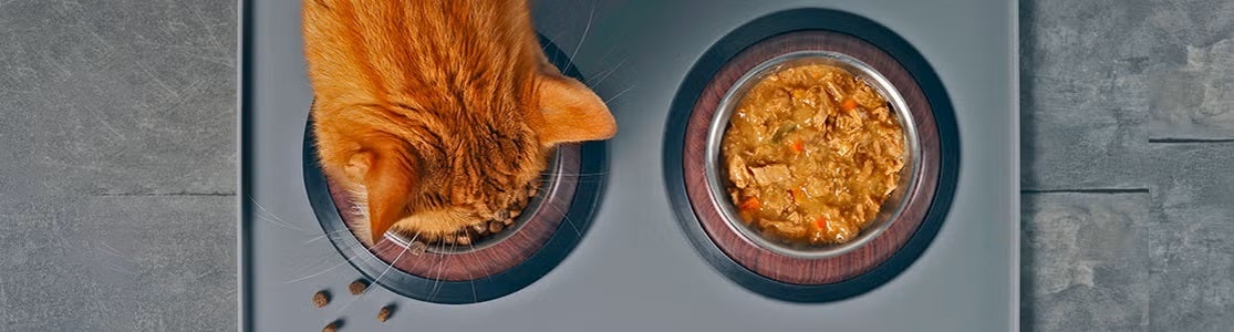 Comida húmeda para gatos Michi anaranjado disfrutando de su comida húmeda para gatos.