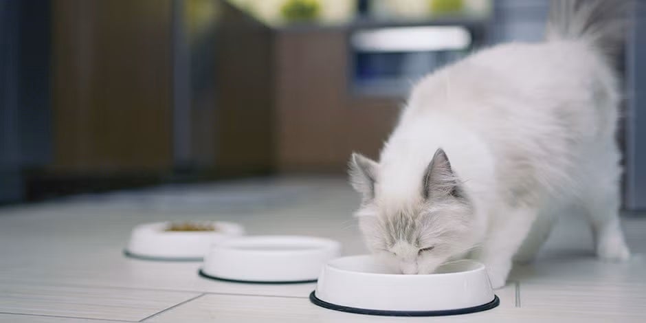 Cuánta comida húmeda se le da a un gato - Blanco Michi blanco comiendo comida húmeda para gatos directo de su comedero.