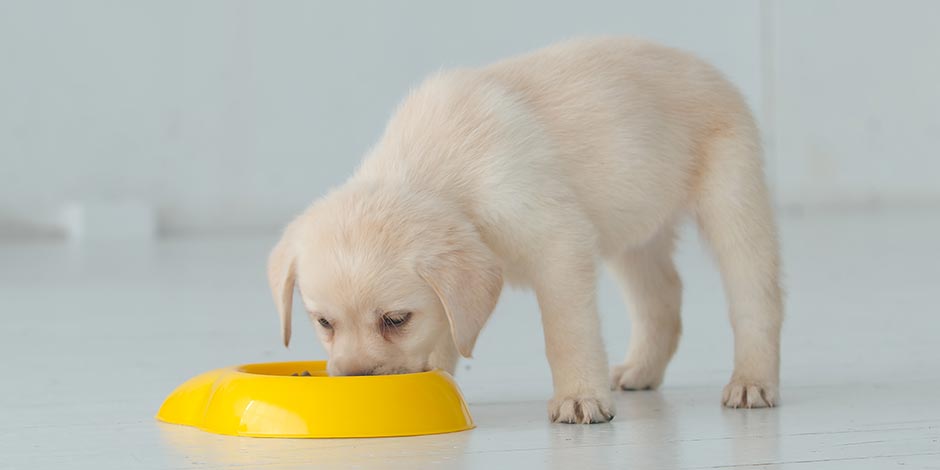 Comida premium para perros le dará a tu mascota los nutrientes que necesita. Cachorro de labrador comiendo.