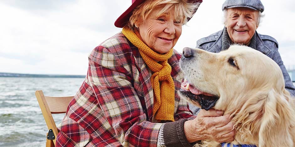 Disfunción cognitiva en perros - pareja Pareja de ancianos junto a su golden retriever. Disfunción cognitiva en perros.