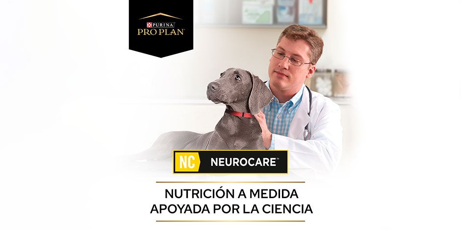 Disfunción cognitiva en perros – Pro Plan Neurocare La disfunción cognitiva en perros se puede prevenir con nutrición de calidad. Banner de PRO PLAN® Neurocare.