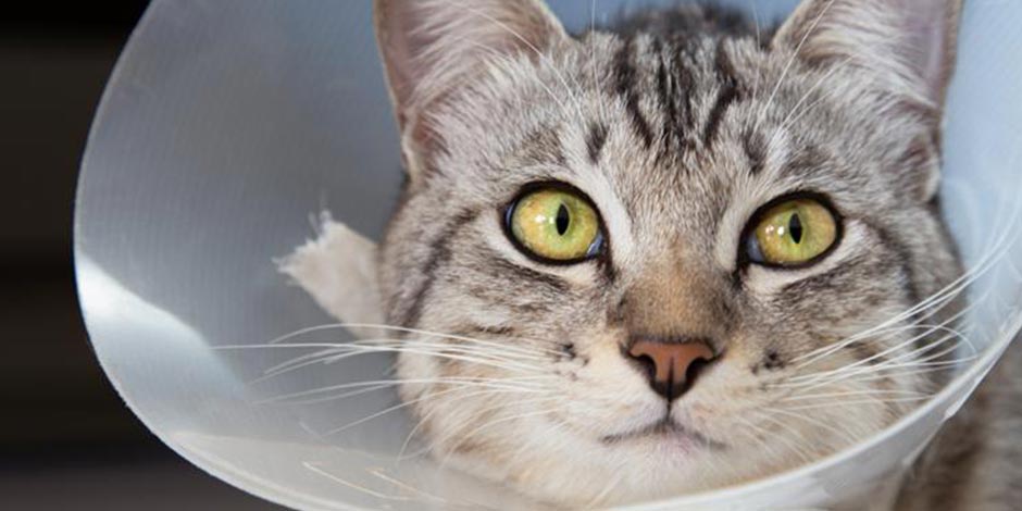 Estreñimiento en gatos - Enfermedades El estreñimiento en gatos puede ser causado por medicamentos o enfermedades como en el gato de la foto.