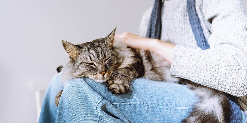Estreñimiento en gatos - Estrés El estreñimiento en gatos puede ser causado por estrés y ansiedad. Intenta mantener a tu gato tranquilo como en la foto.
