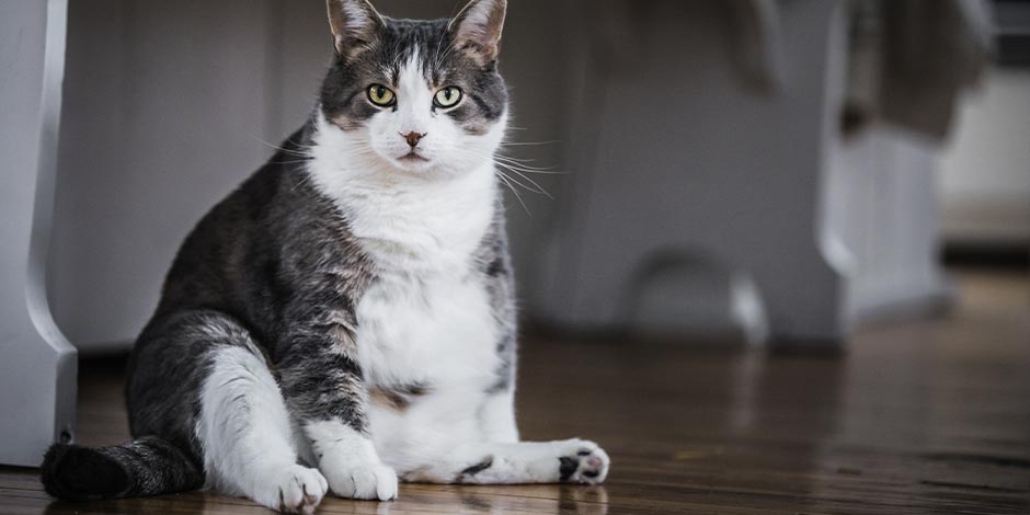 Estreñimiento en gatos - Obesidad La obesidad puede ser un factor de riesgo para el estreñimiento en gatos como el de la foto.