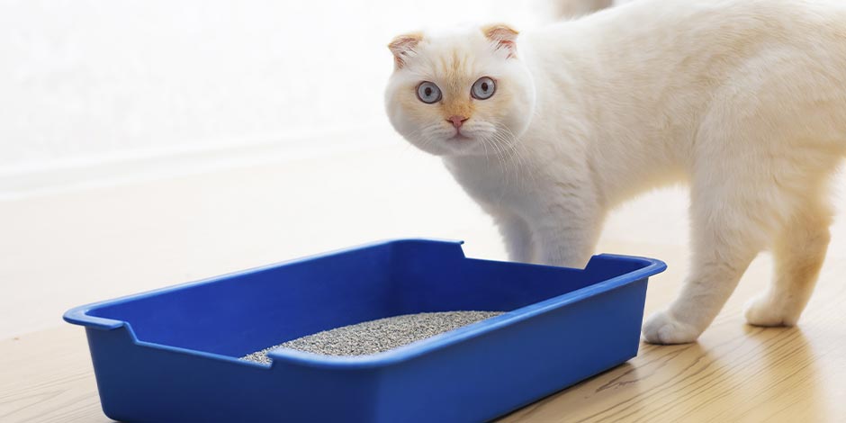 Incontinencia urinaria en gatos: tratamiento, síntomas y causas. Michi blanco al lado de su caja de arena.
