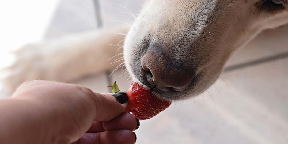 Los perros pueden comer dulce - Fresa Los perros no pueden comer dulce, pero puedes reemplazarlo por ciertas frutas. Perro comiendo fresa.