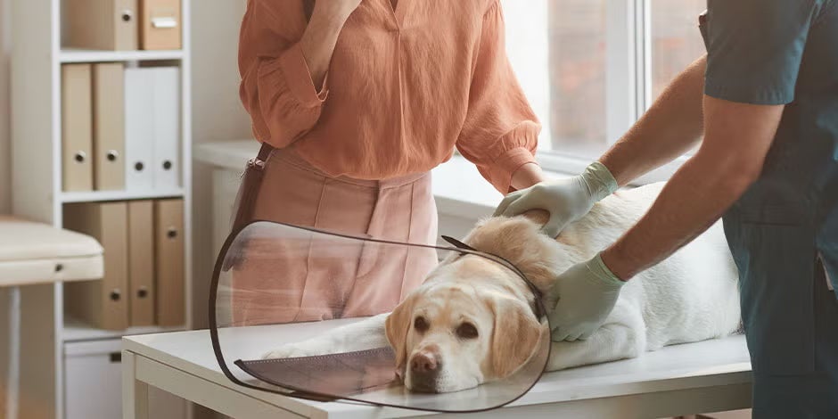Los perros pueden comer remolacha - Veterinario Los perros pueden comer remolacha, pero debes estar atento a sus reacciones. Perro indispuesto en el veterinario.