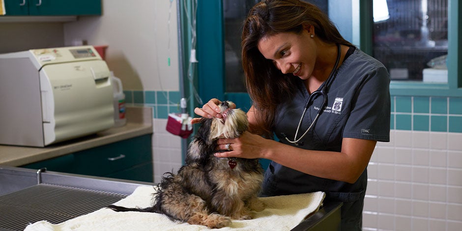 Los perros pueden comer yogur griego – Veterinaria con cachorro Veterinaria con cachorro. Valida con tu profesional de confianza si los perros pueden comer yogur griego.