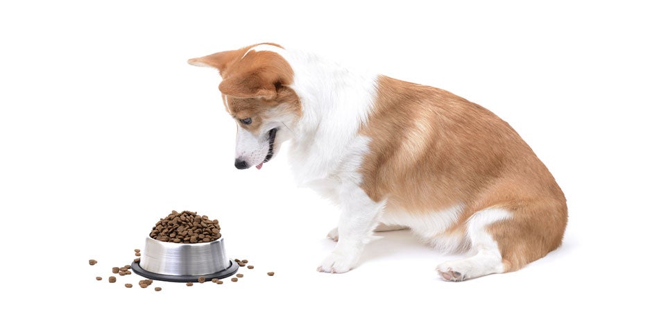 Corgi junto a plano lleno. El exceso de alimento puede explicar por qué le suena el estómago a mi perro.