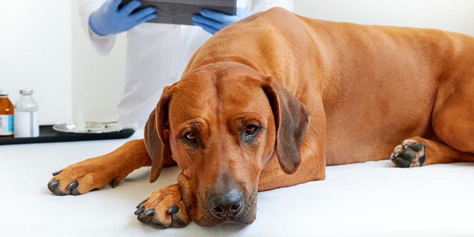¿Por qué le suena el estómago a mi perro? Mira si tiene malestar como el de la foto y llévalo al veterinario.