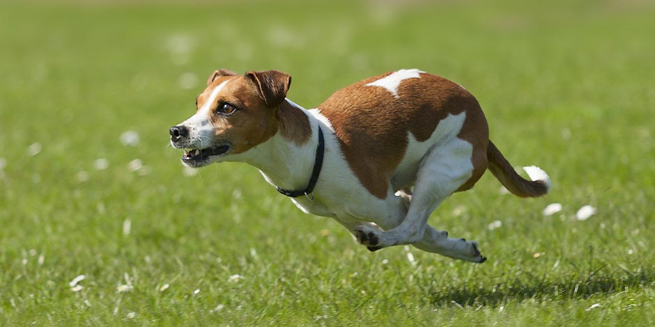 La vitamina K para perros ayuda al fortalecimiento óseo y a la coagulación. Jack Russell corriendo.
