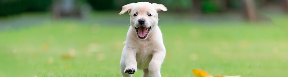 Perritos bebé – Cachorro corriendo Tras varias semanas, los perritos bebés irán adquiriendo ciertas habilidades. Cachorro de labrador corriendo.