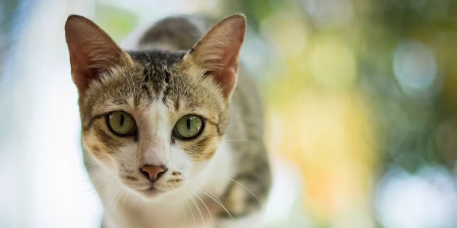 Datos curiosos de los gatos – Mirada fija y parpadeos Datos curiosos de los gatos como que el parpadeo lento es como el animal “sonríe”. Michi mirando fijo.